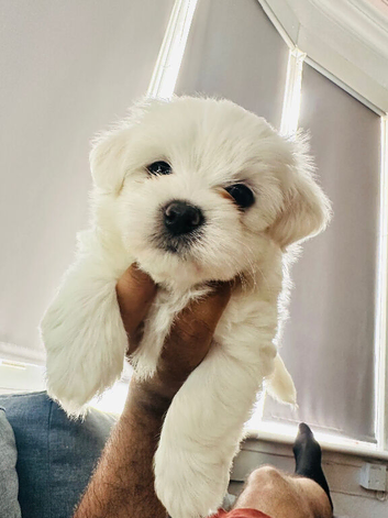 Korean line Maltese puppy