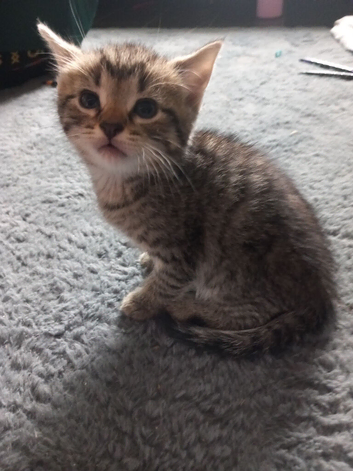 male kitten