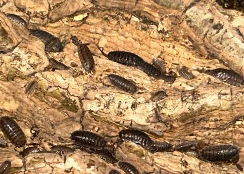 (UK WIDE SHIPPING) Porcellio scaber grey Isopods for sale UK