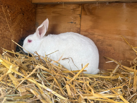 Lop rabbits x 3
