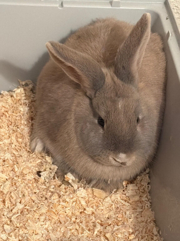 Two female rabbits