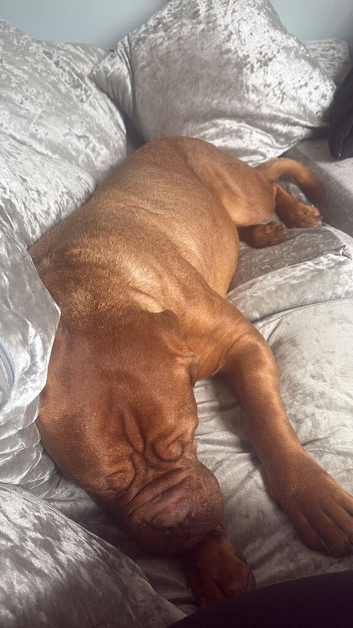 Beautiful 2 year old female