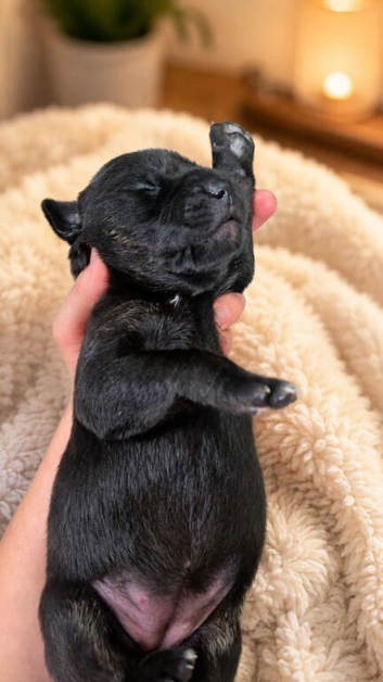 Beautiful borador puppies