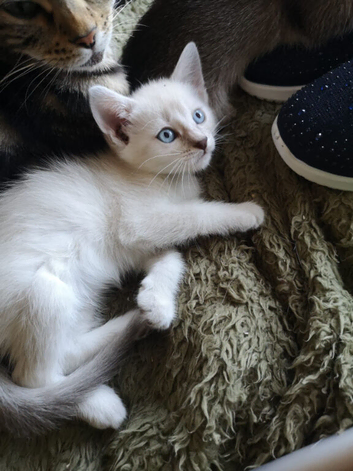 2 x Half bengal kittens &1 Marble Bengal for sale
