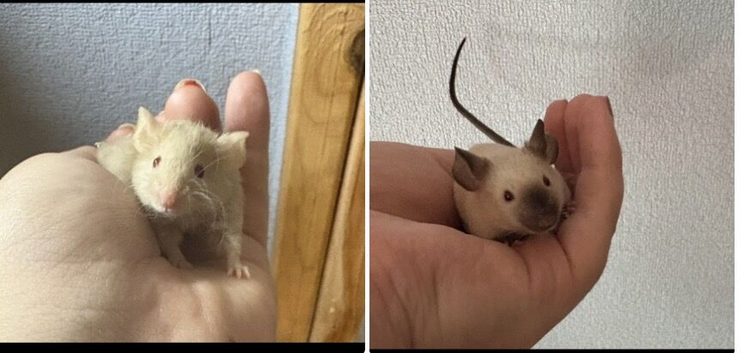 2 fancy mice for sale