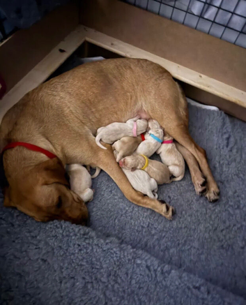 Beautiful lab puppies ready 16th
