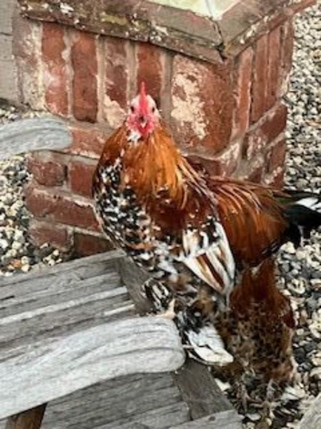 3 Pekin cross bantams available