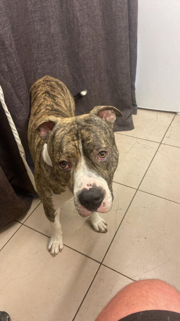 American bulldog