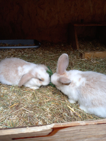 Mini lop / plush lop