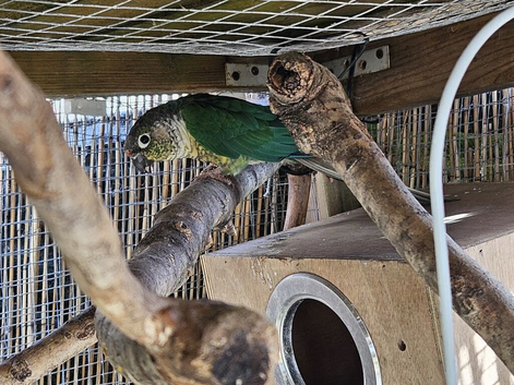 Breeding pair of conure