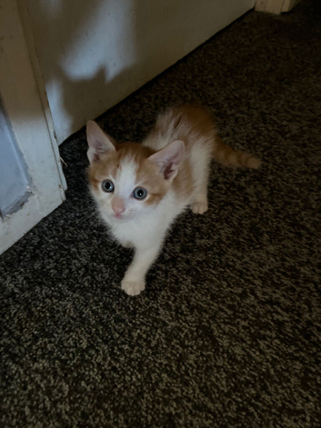 9 week old kittens