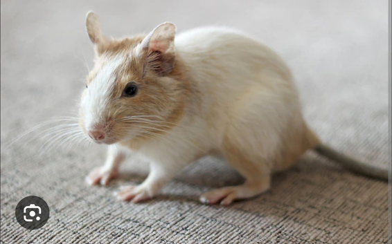 Small Pet boarding & sitting (Rats, degus, gerbils, mice)