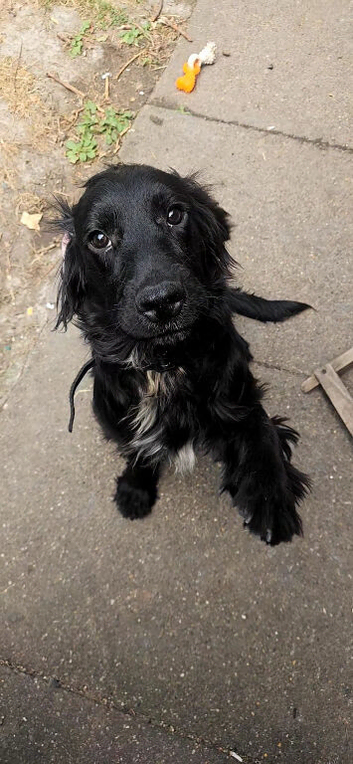 Cocker spaniel