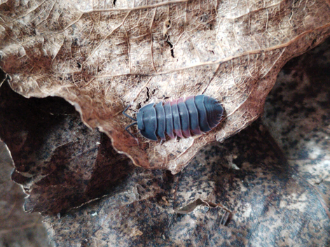 Ardentiella Lava Isopod