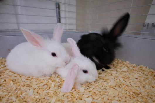 Angora lionlops