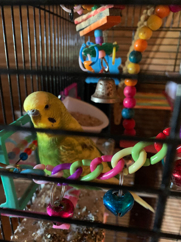 Bob