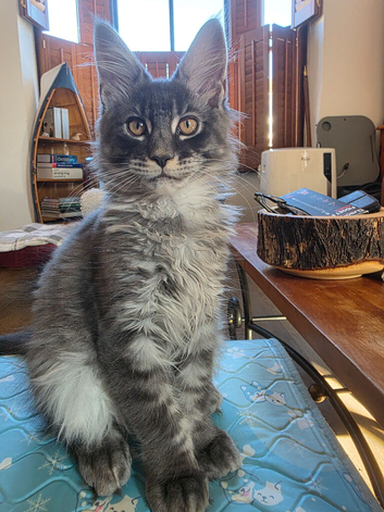 Beautiful Maine Coon kitten