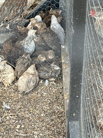 Caledon and coturnix quail