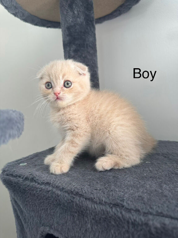 Scottish Fold kittens