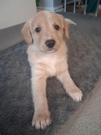 Beautiful bordoodle puppies for sale