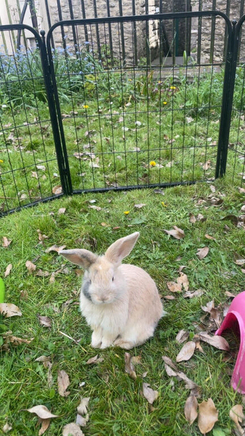 Female lop eared bunny