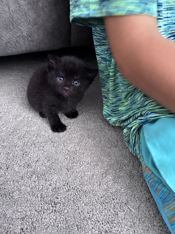 5 kittens for sale