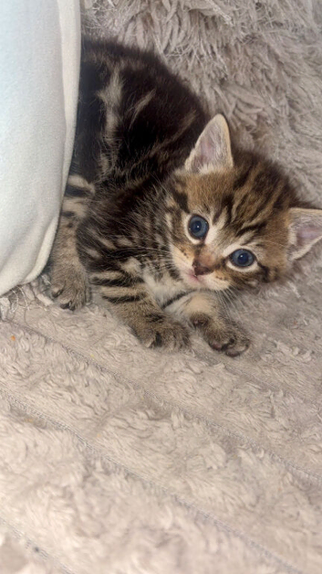 Kittens