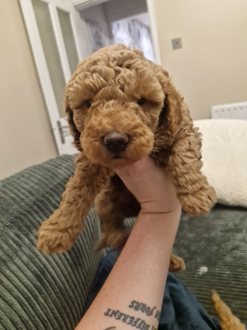 Toy/Minature Poodle puppies