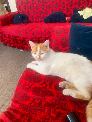 male kitten needs urgent rehoming