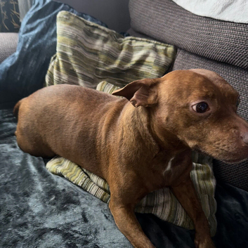 Rehome