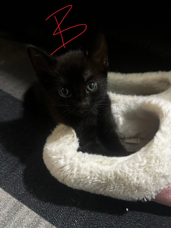 4 black kittens