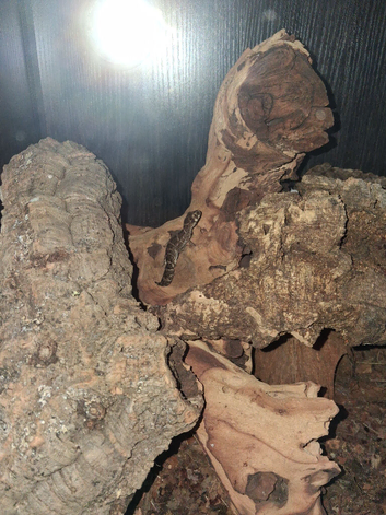 Viper geckos