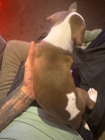 American buldog s for sale