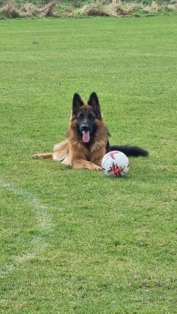 Beautiful longhaired German sheperd boy for stud only