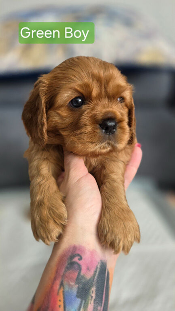 Beautiful Cavalier King Charles Spaniel