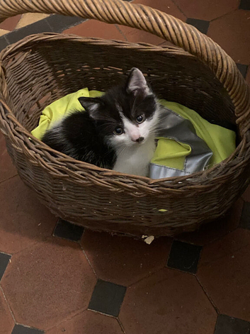 Beautiful black and white kittens