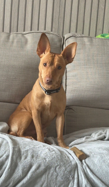 22 month old Podenco male