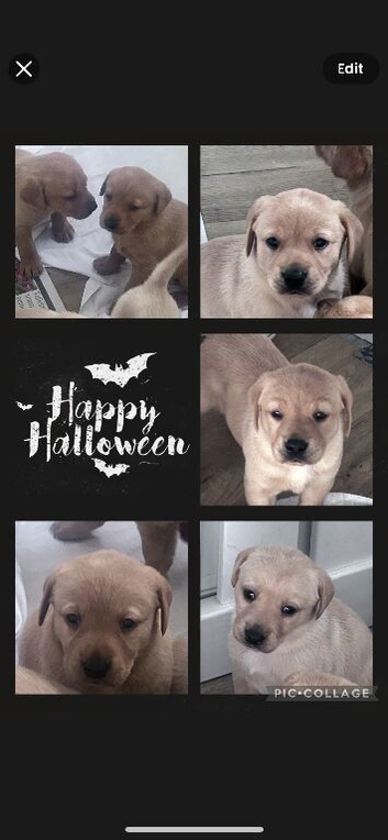 Labrador puppies kc registered