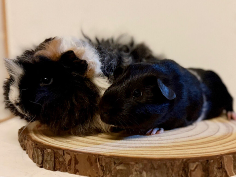 4 pairs of boys and 2 pairs of girls needing a home