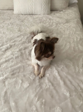Stunning Chocolate, Tan & White Long-Haired Chihuahua