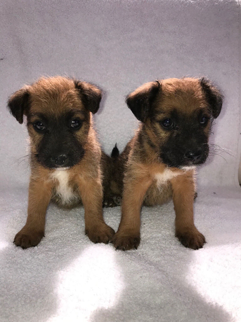 Lakeland puppies