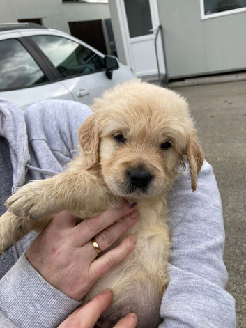 Golden Retriever puppies