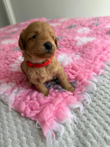 F1Bb miniature labradoodles