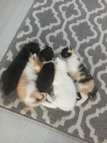 5 beautiful kittens