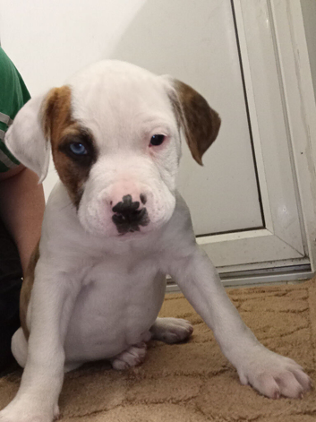 American bulldog puppies