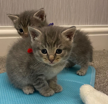 Ragcoon kittens