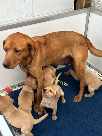 Quality Fox Red Labrador KC reg