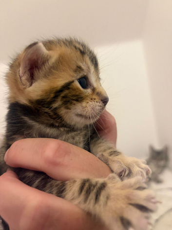 ️ 1 beautiful boy left ️4 beautiful part bengal kittens