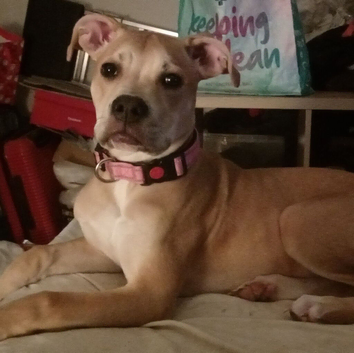 Staffordshire bull terrier cross bull mastiff