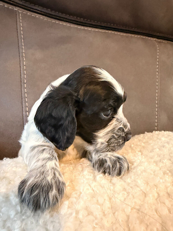 Kc registered show cocker spaniels, blue roan girl still available